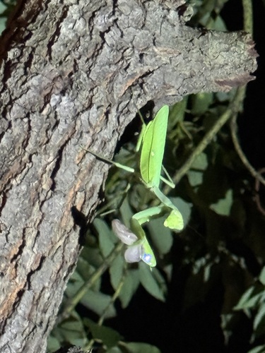 Giant Asian Mantis