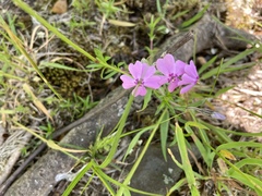Phlox