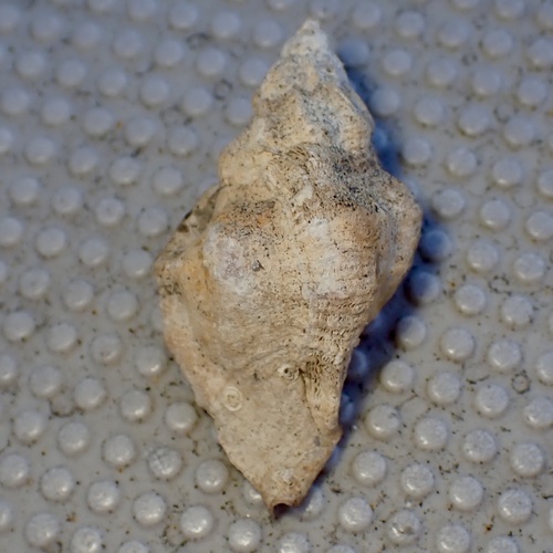 Ceratostoma nuttalli observed 2026-10-03