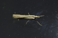 Eudonia leptalaea