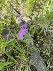 Phlox