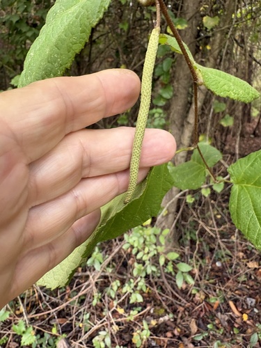 American hazelnut