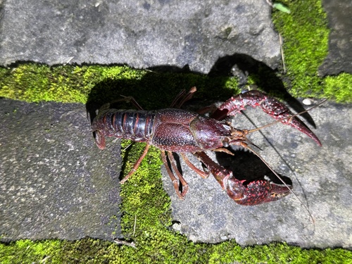 Red Swamp Crayfish