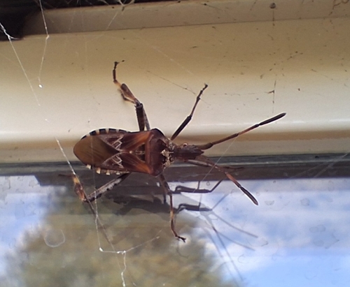 Western Conifer Seed Bug