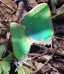 Callophrys viridis