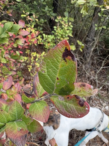 Black Highbush Blueberry