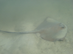 Pastinachus ater