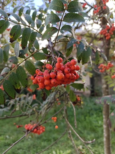 European mountain ash