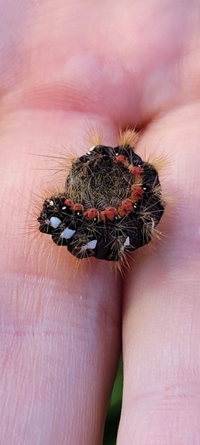 Knot Grass Moth
