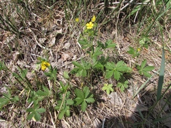 Potentilla chrysantha