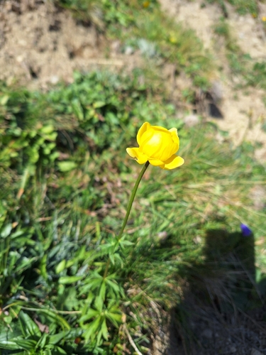 European Globeflower