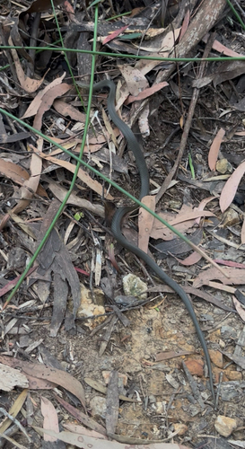 Marsh Snake
