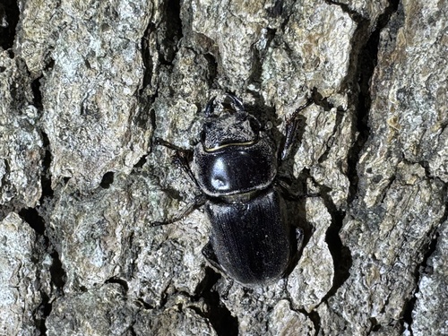 Serrognathus titanus platymelus