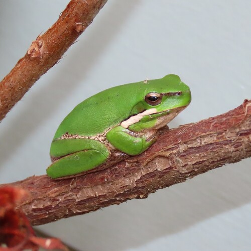 Eastern Dwarf Tree Frog, Quaama NSW 2550, Australia, photo 7 of 10