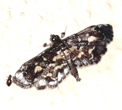 Eurrhyparodes splendens