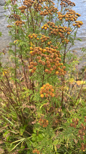 Common Tansy
