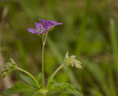 Geranium sylvaticum