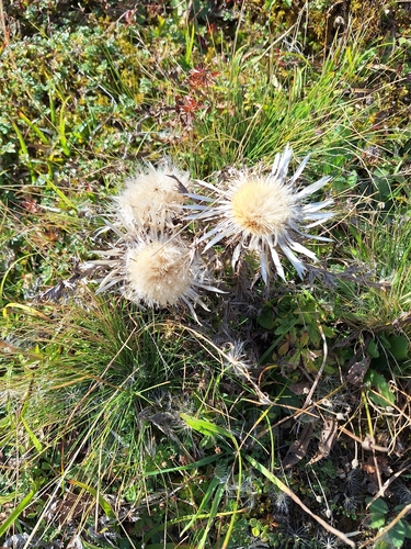 Silver Thistle