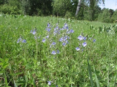 Veronica krylovii