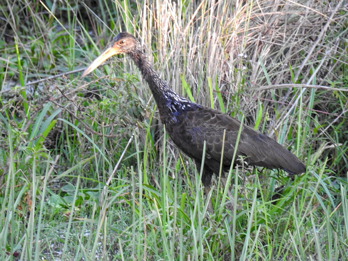 Limpkin