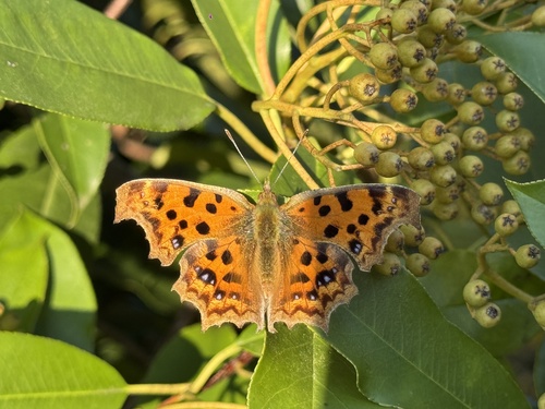 Asian Comma
