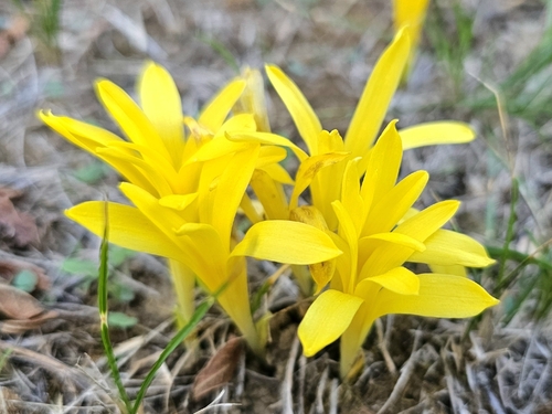 Turkish starflower