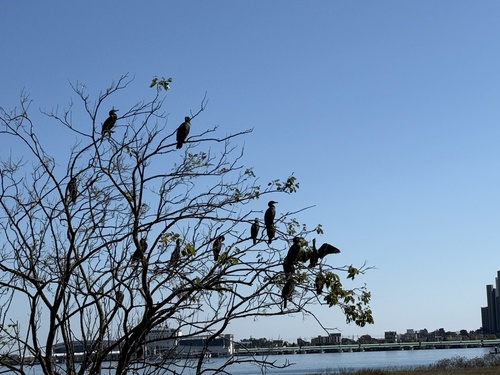 Great Cormorant