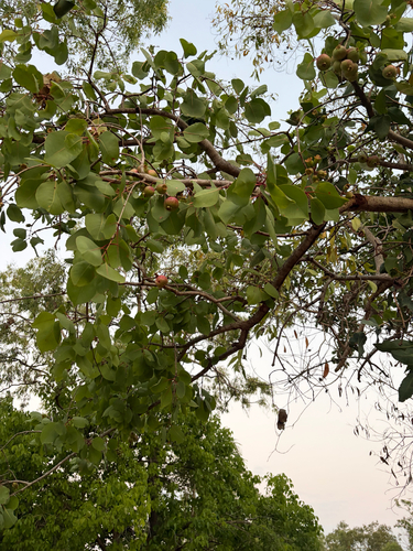 Syzygium eucalyptoides observed 2026-10-06