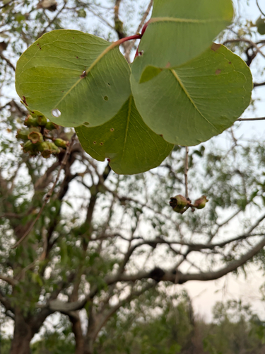 Syzygium eucalyptoides observed 2026-10-06