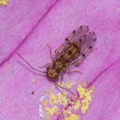 Ectopsocus californicus