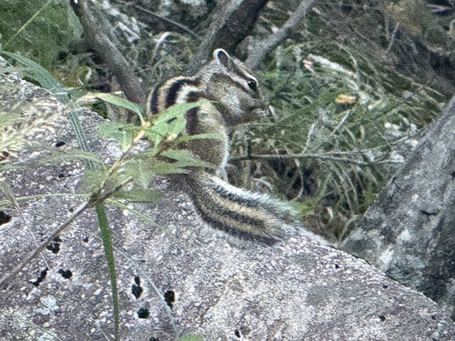Siberian Chipmunk