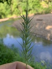 Elymus macgregorii