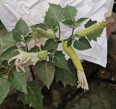Datura
