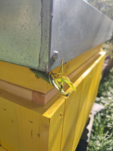 European Mantis