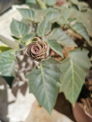 Datura