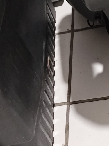 Tropical House Gecko