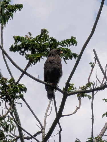 Western Banded Snake-Eagle