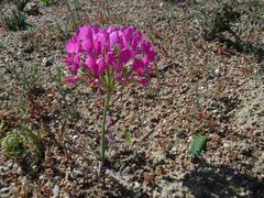 Pelargonium incrassatum