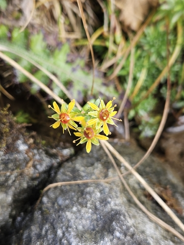 Yellow Saxifrage