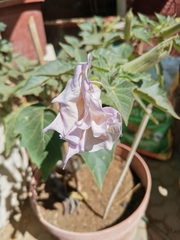 Datura