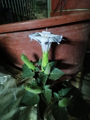 Datura