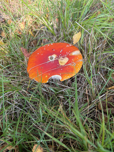 Fly Agaric