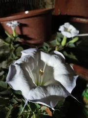 Datura