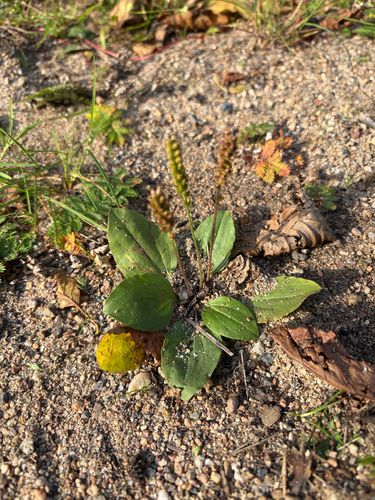 greater plantain