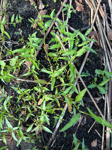 waterpepper