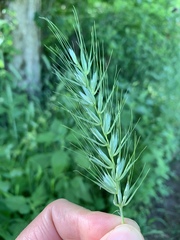 Elymus macgregorii