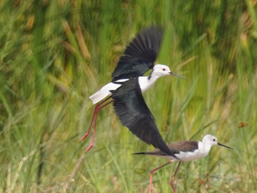 Black-winged Stilt