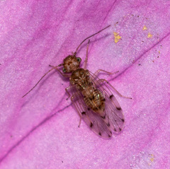 Ectopsocus californicus