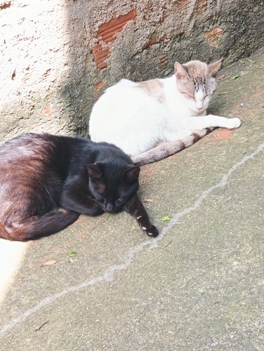 Domestic Cat