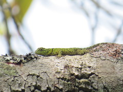 Sceloporus internasalis